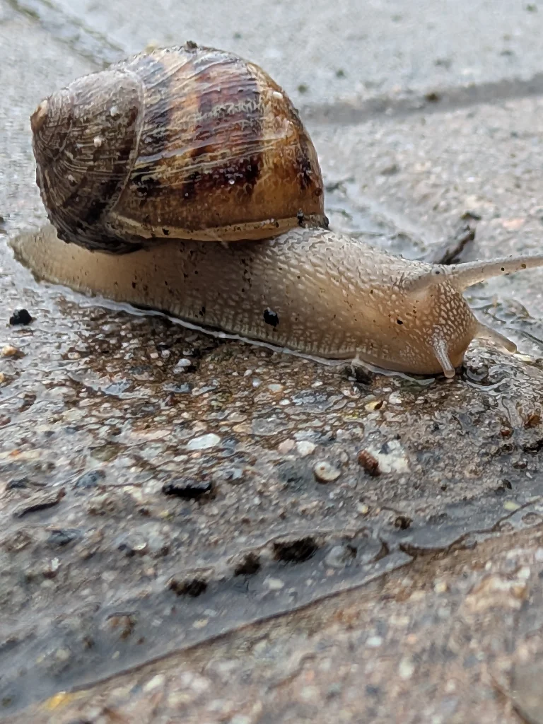 It's literally just a regular snail